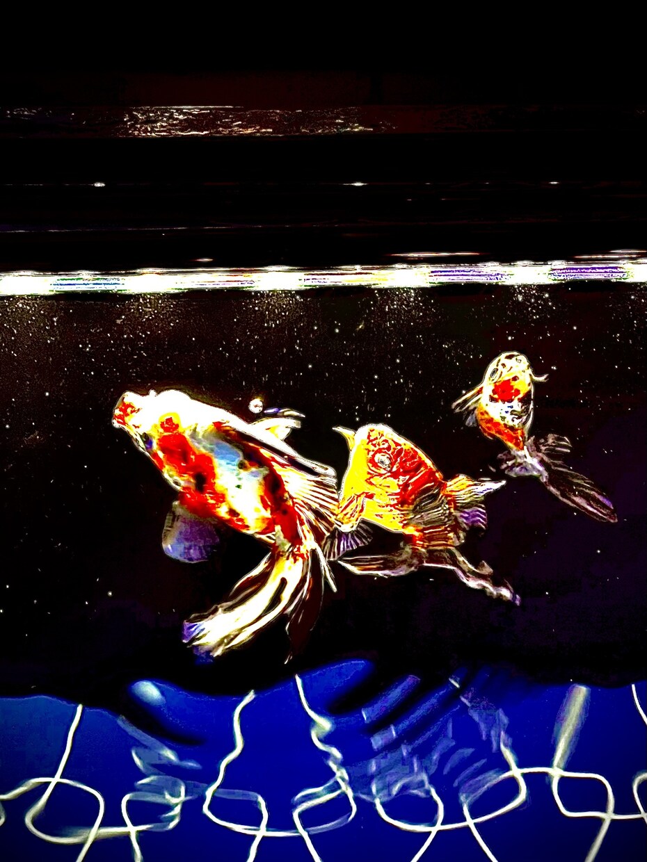 綺麗なお魚の写真を買うことができます 水族館の熱帯魚やクラゲ、金魚などです。 イメージ4