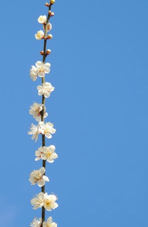自分らしく幸せな仕事をしたい人へ＜愛され集客＞ イメージ1