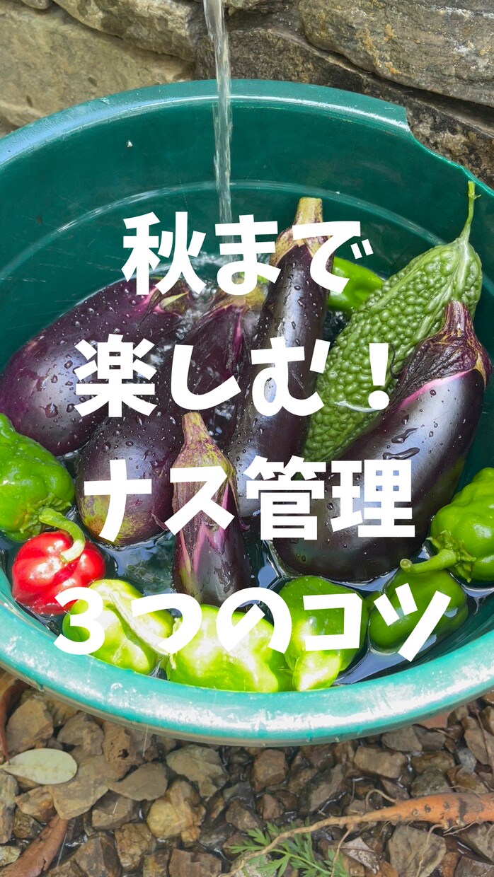 家庭菜園のお悩み相談承ります 160坪！の畑での経験から菜園プランのアドバイスも致します！ イメージ7