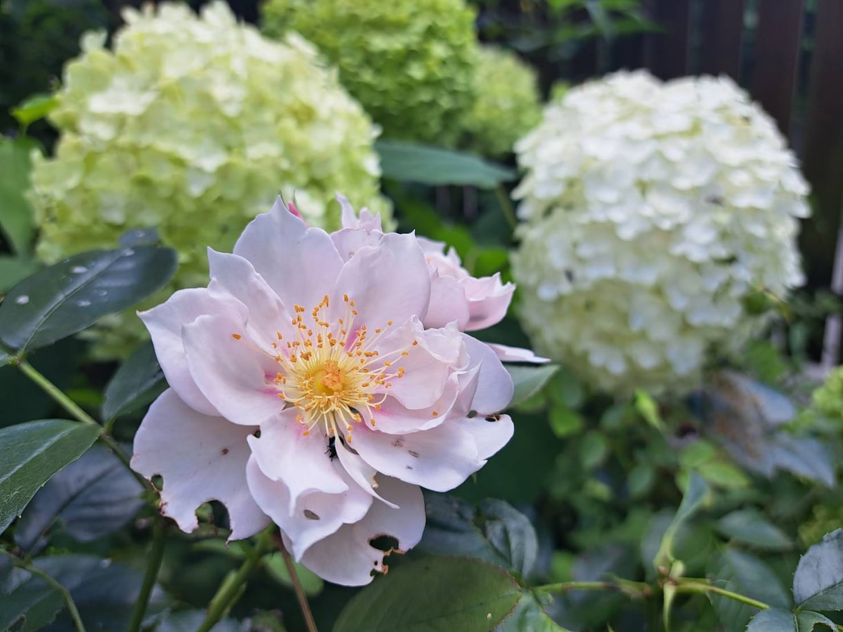 星の導きと風水で導き出す★運命の守護植物鑑定します あなたのホロスコープから導き出す「魂の植物」をお庭に。 イメージ2