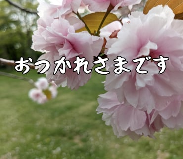 桜の写真LINEスタンプ作ります 文字変更OKやさしい桜スタンプ イメージ2