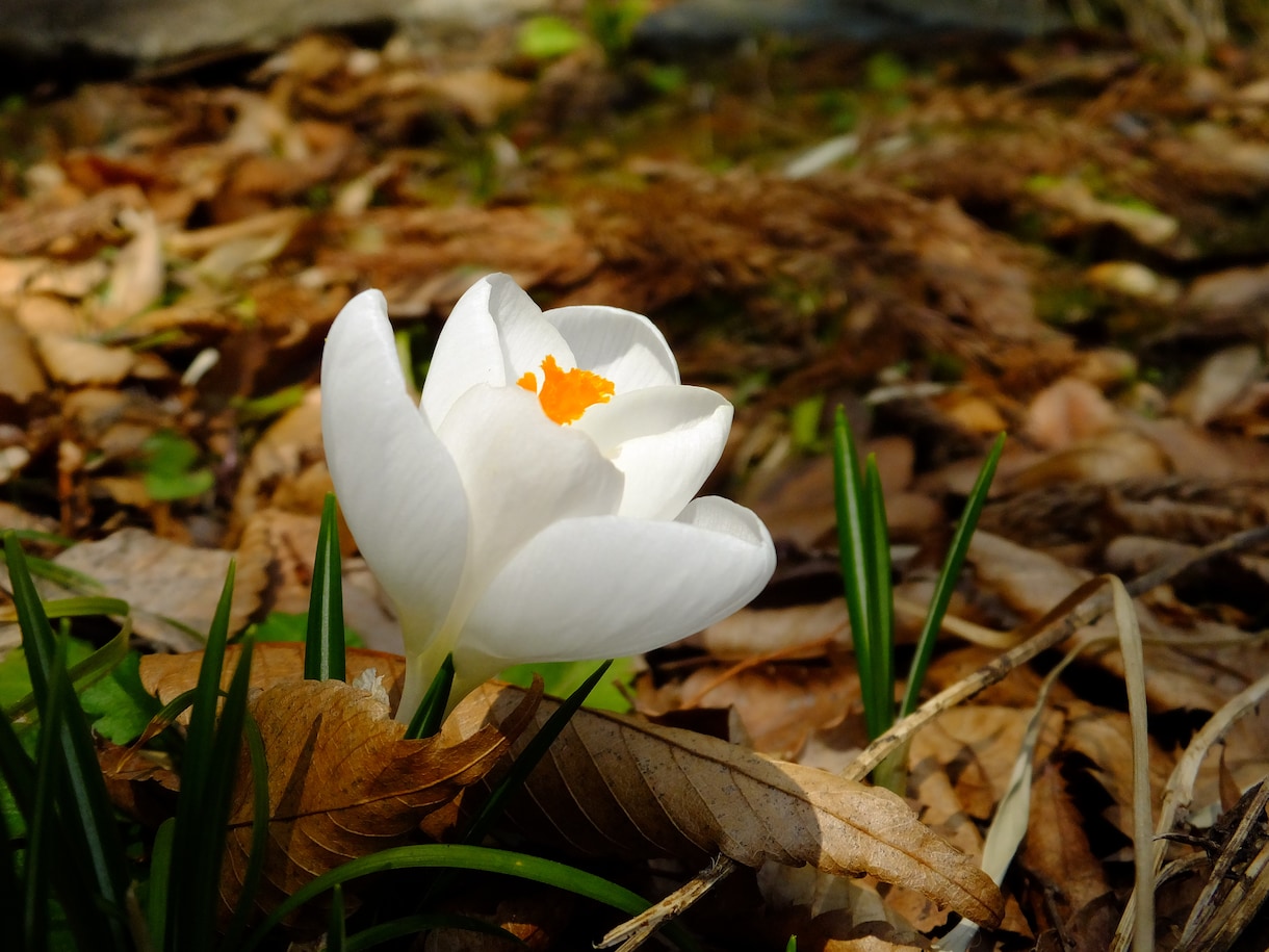 お花の撮り方お教えします 綺麗な花を撮ってもなんかイマイチだなと思ってるあなたへ イメージ1