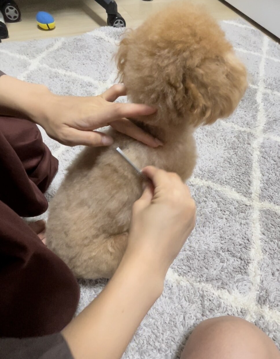 限定価格★技術だけはダメ。犬のお手入れ方法教えます ブラッシングや歯磨きなど…行動心理から＋技術面まで学べます イメージ3