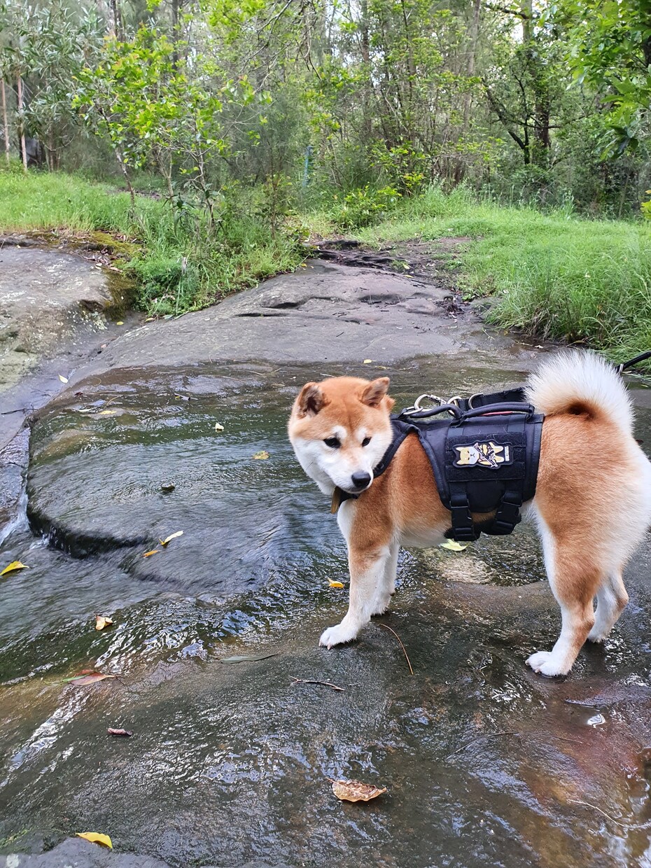 犬猫を豪州から日本へ連れて行くお手伝いします 犬猫をオーストラリアから日本へ連れて行くお手伝いします イメージ1