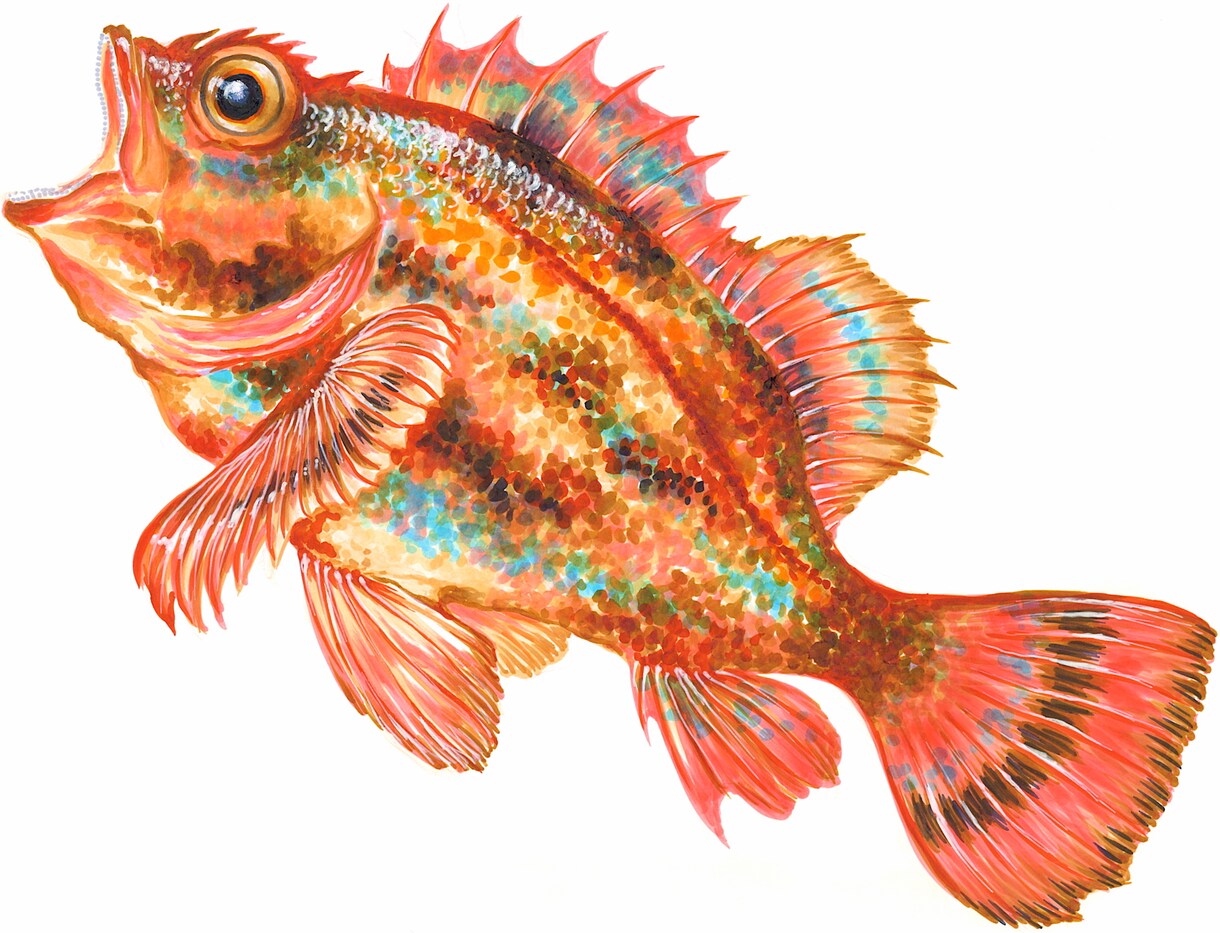 生命力のある絵を描きます 似顔絵.イラスト.カットその他鮮魚とかも描きます！ イメージ2