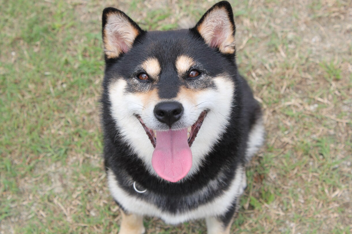 愛犬や愛猫の気持ちをカードで読みます 愛犬や愛猫は家族！ペットの気持ちが気になる方にオススメ！ イメージ2