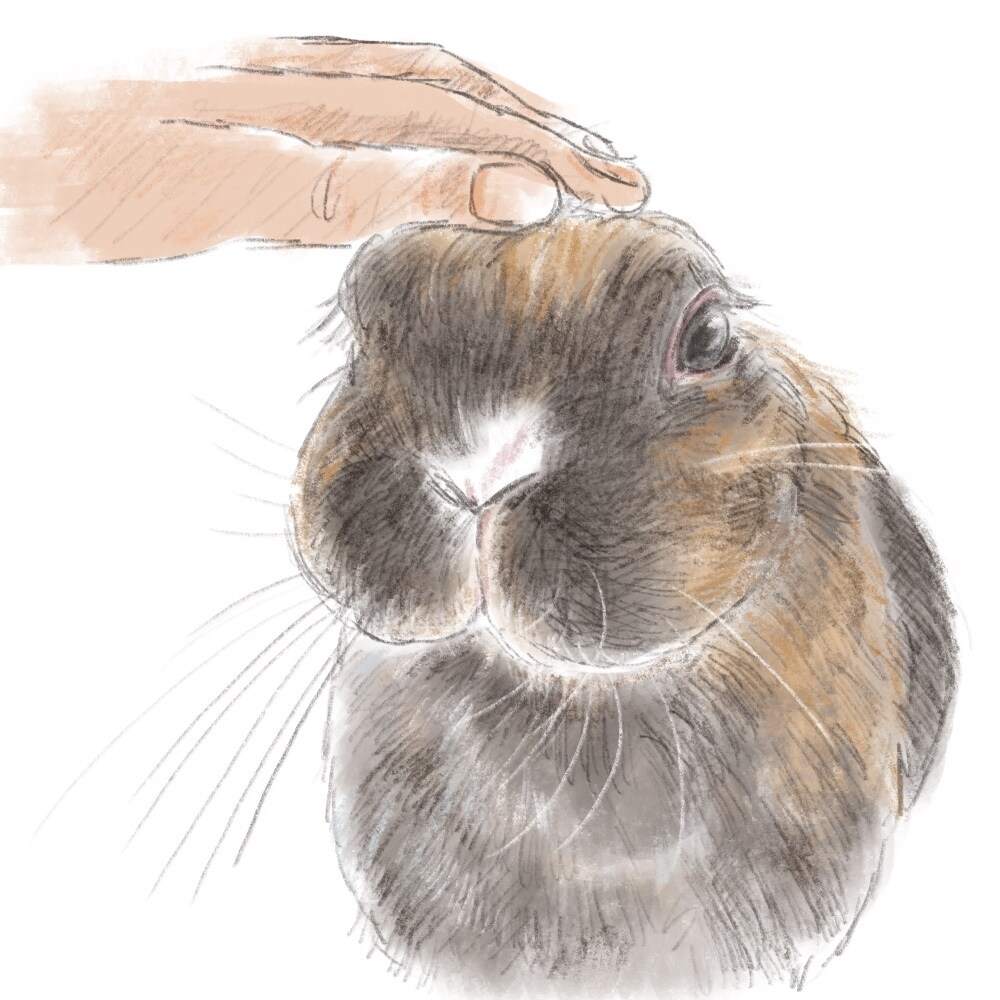 柔らかいタッチでペットのイラストを描きます 大切な家族の一員をイラストにしてみませんか？ イメージ5
