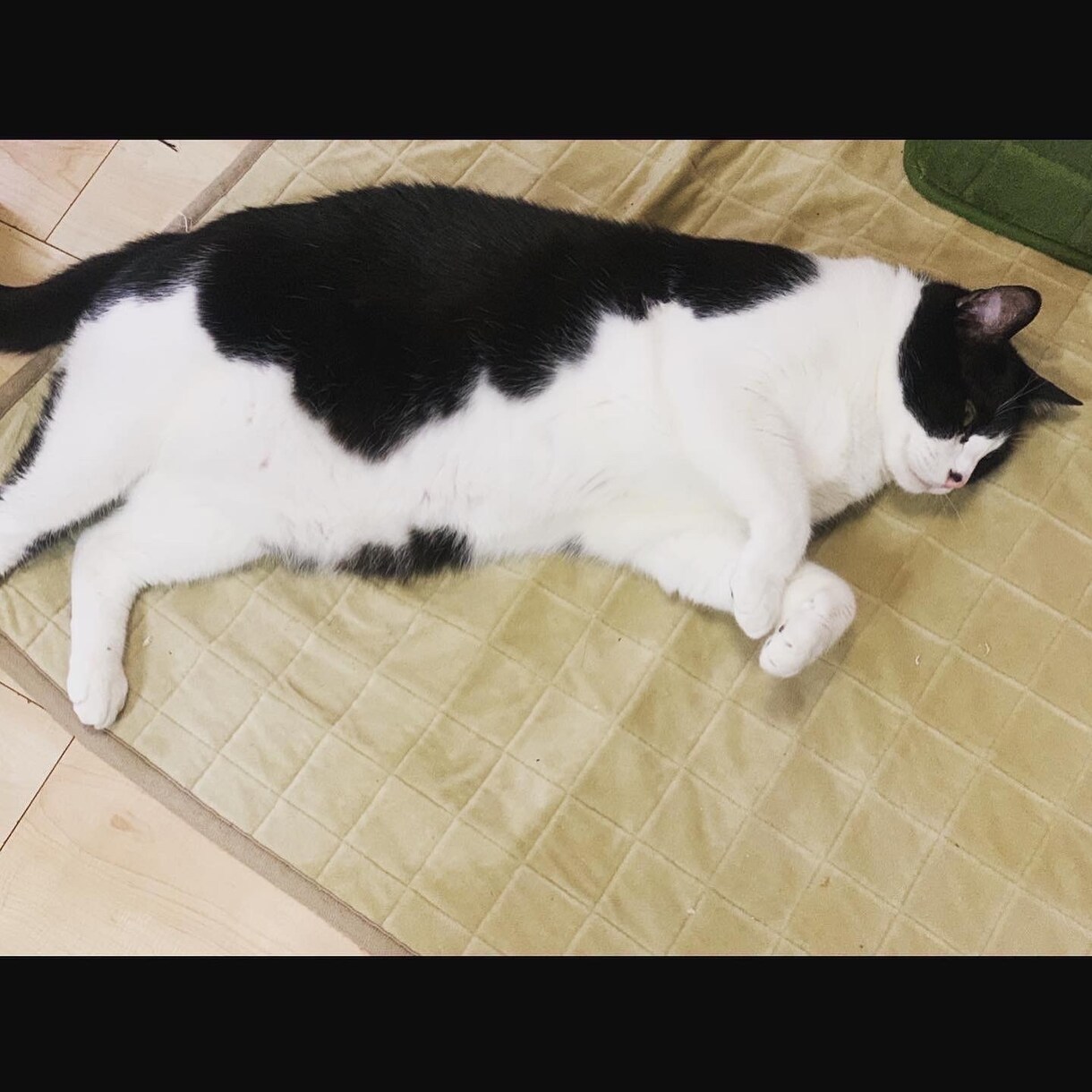 ペットちゃんの似顔絵をデジタルで描きます ペットちゃんへの愛をかたちにするお手伝いやさん イメージ4