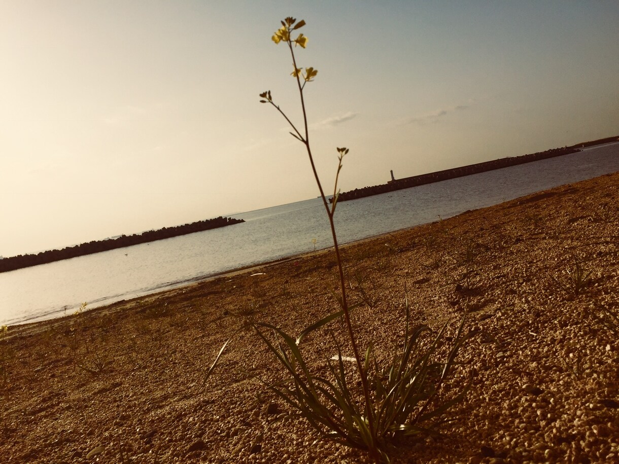 木や花をメインで載せています 正面からでは無く空が映るように撮影しました イメージ5