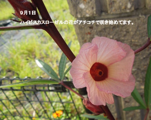 花の種　いろいろ　選べます 自家栽培の種ですが、いろいろあります。 イメージ6