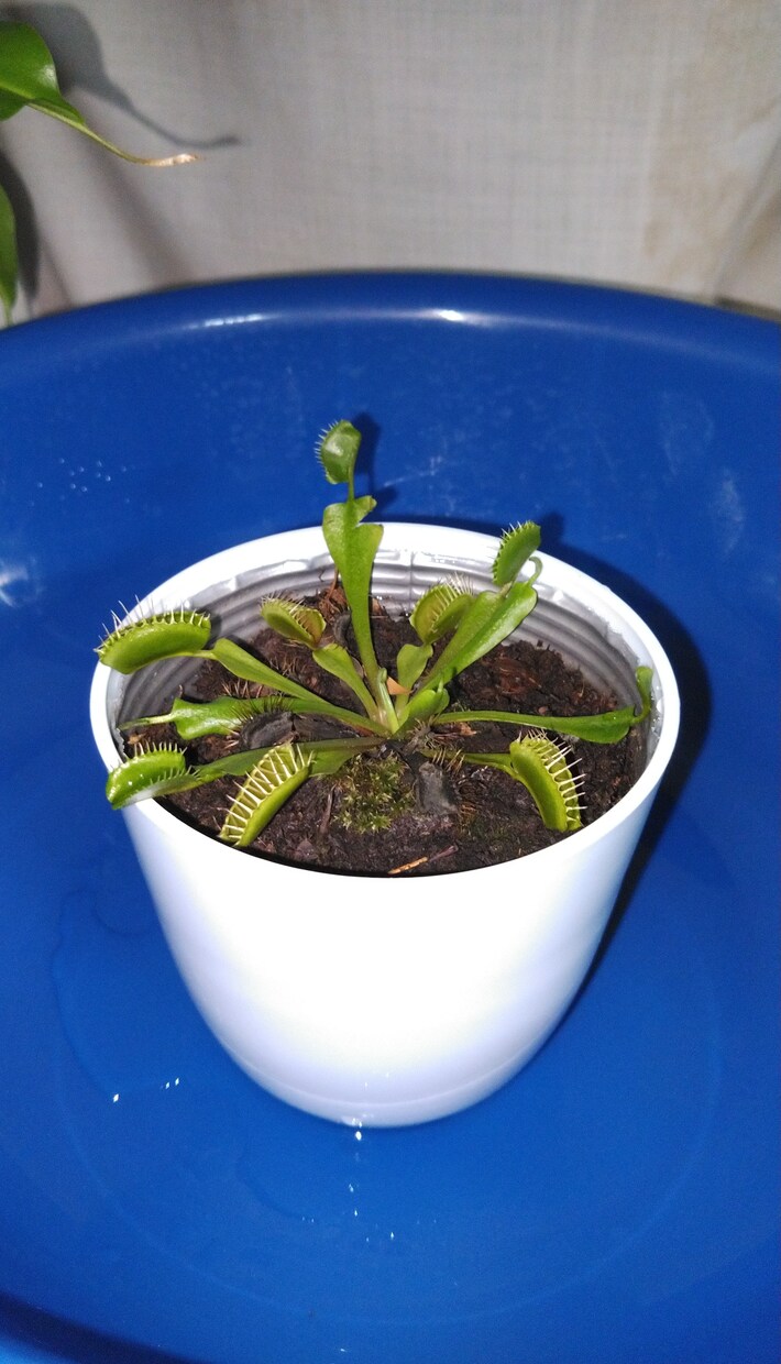 お写真で、何のお花か、植物かを識別します 病気の診断もできます。種類にもよりますが、だいたい可能です。 イメージ6