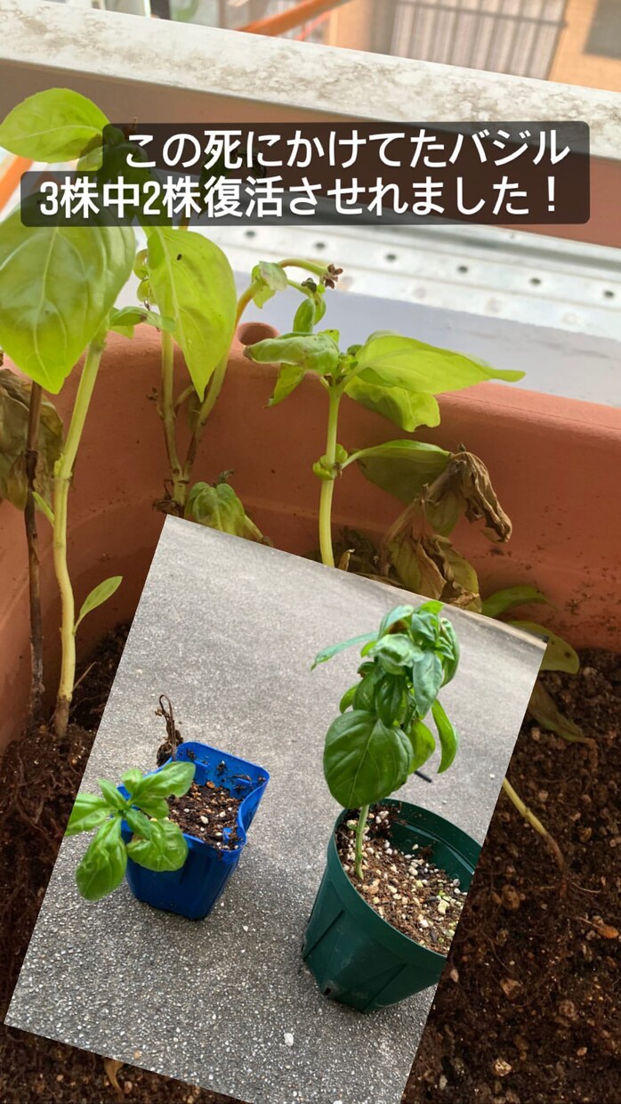 植物の「これからどうしたらいい？」に答えます 主に家庭菜園などの有機野菜作りのアドバイスを行います！ イメージ1