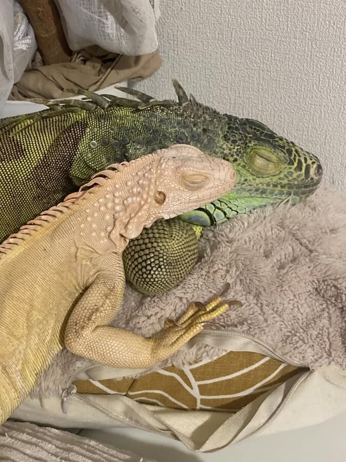 イグアナの飼い方や悩みを経験者が聞きます これって大丈夫？イグアナ飼育の不安を一緒にゆっくり整理します イメージ3