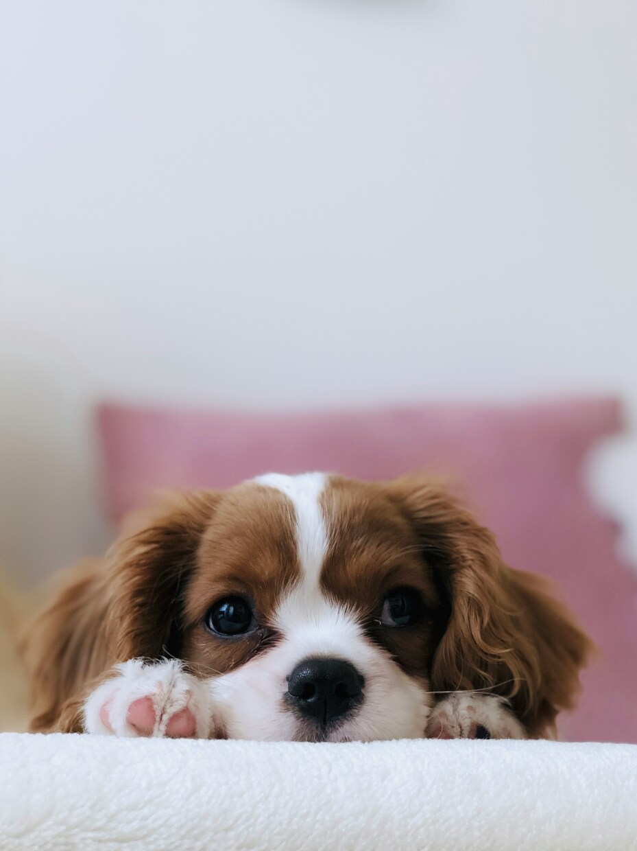 現役獣医師が犬猫のご相談何でものります 先生に聞けなかったこと、ふとした疑問、なんでもOK イメージ1