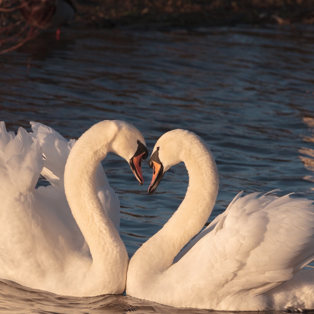 ツインレイの特徴や婚期、出会い方を霊視します ツインレイ、運命の人とこれから出会いたい方専用のメニューです イメージ2