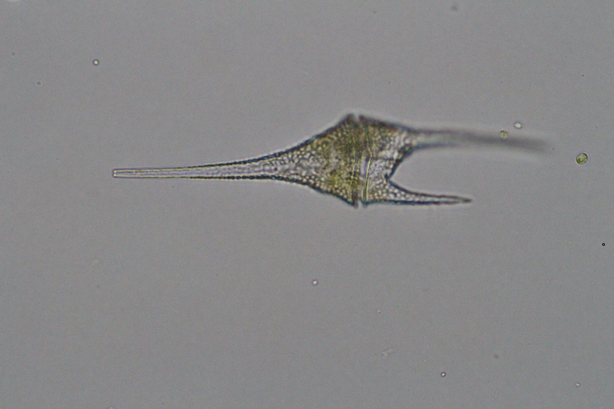 プランクトンの顕微鏡写真を提供します 元生物教師がミジンコやボルボックスの綺麗な写真を撮りました。 イメージ4