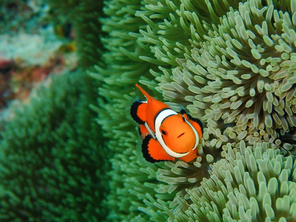 海/ダイビング/水中写真撮ってきます 海☆ビーチ☆水中写真☆代行をします イメージ1