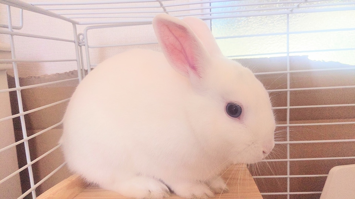 あなたの大切なペットさんのお気持ちをお伝えします ✨虹の橋を渡り「天使」となった最愛のあの子からのメッセージ✨ イメージ7