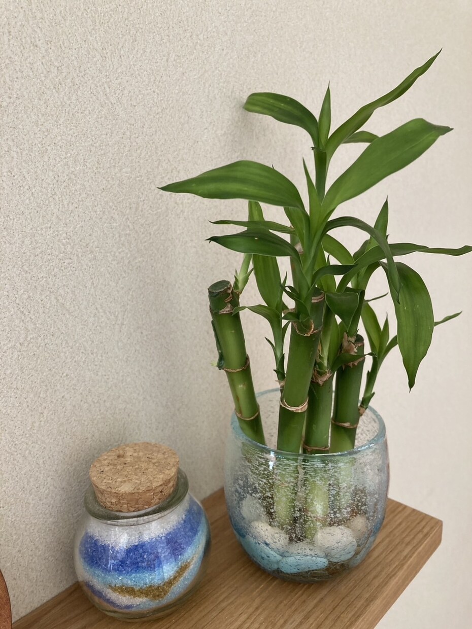 開運植物×風水で金運部屋に変身！します かわいく飾って♡お金と一緒に幸せも舞いこむお部屋つくり イメージ4