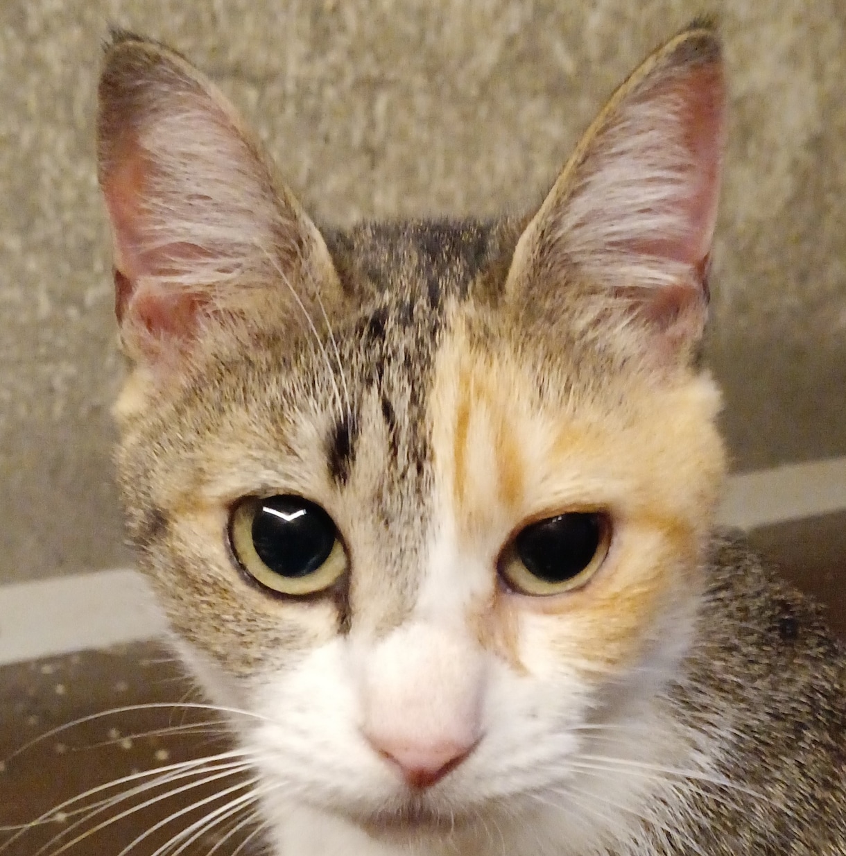 可愛い猫の写真よろしくおねがいします 可愛い猫の写真ですよろしくお願い致します イメージ10