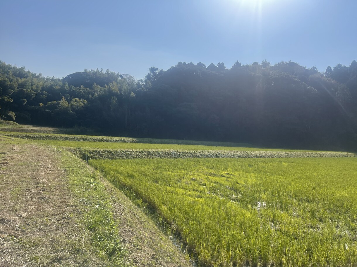 気持ちの流れを良くして運気改善致します 介護職の悩み強っ様々なあなたのお悩み解決しましょ魚屋さん イメージ1
