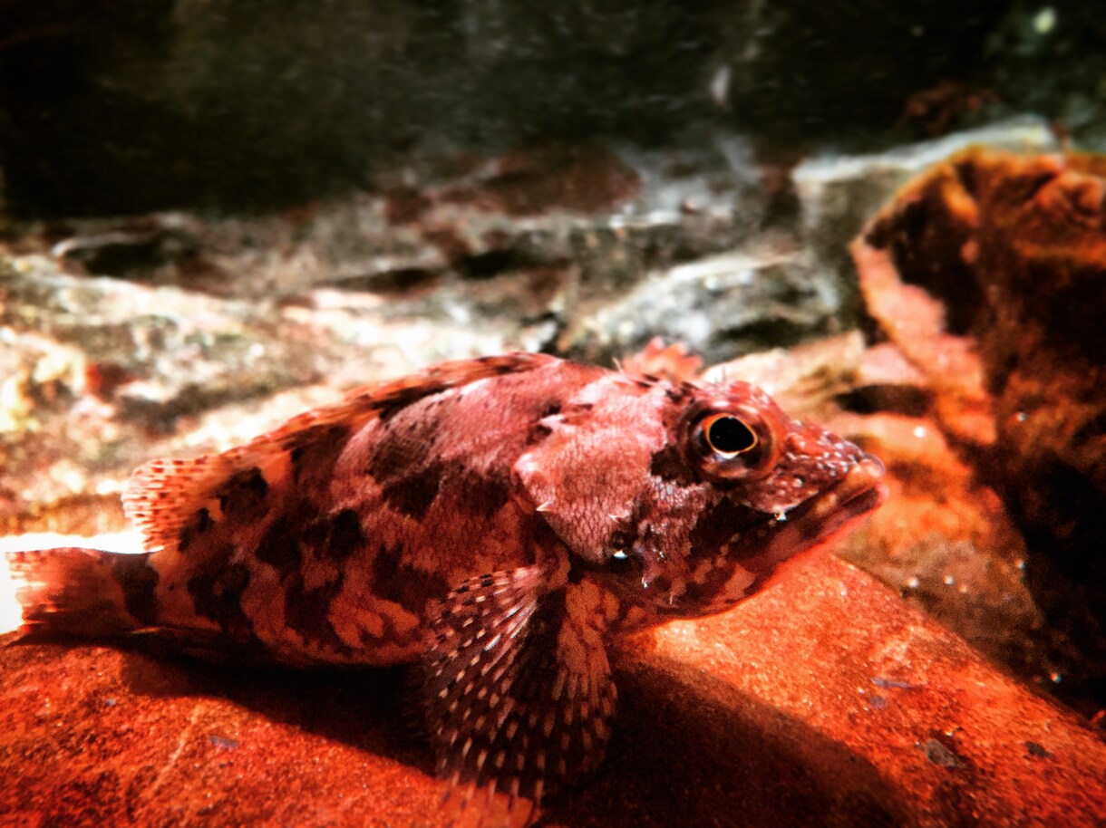 生き物の写真お売りします 自分で水族館や動物園を巡って撮ってきた写真を販売します！ イメージ3