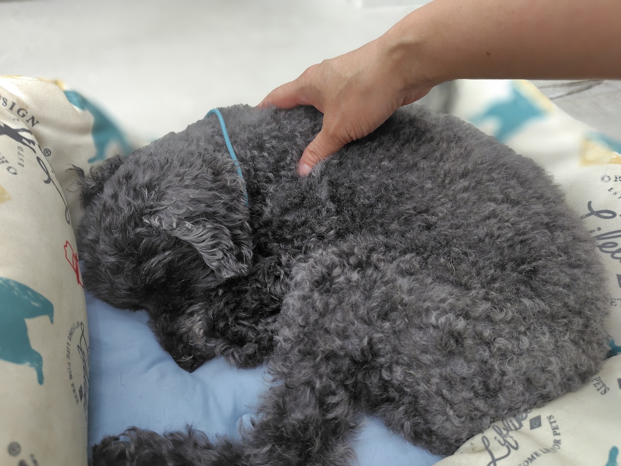 10歳以上のシニア犬に運動とマッサージ一緒にします 期間限定1,500円　シニア犬のマッサージ＆運動！ イメージ3