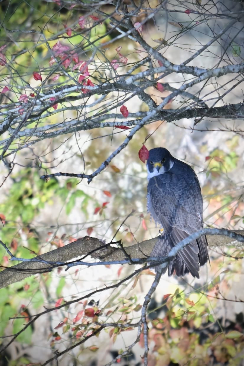 分からない野鳥教えます 〜初心者から最短で野鳥博士になりませんか？〜 イメージ3