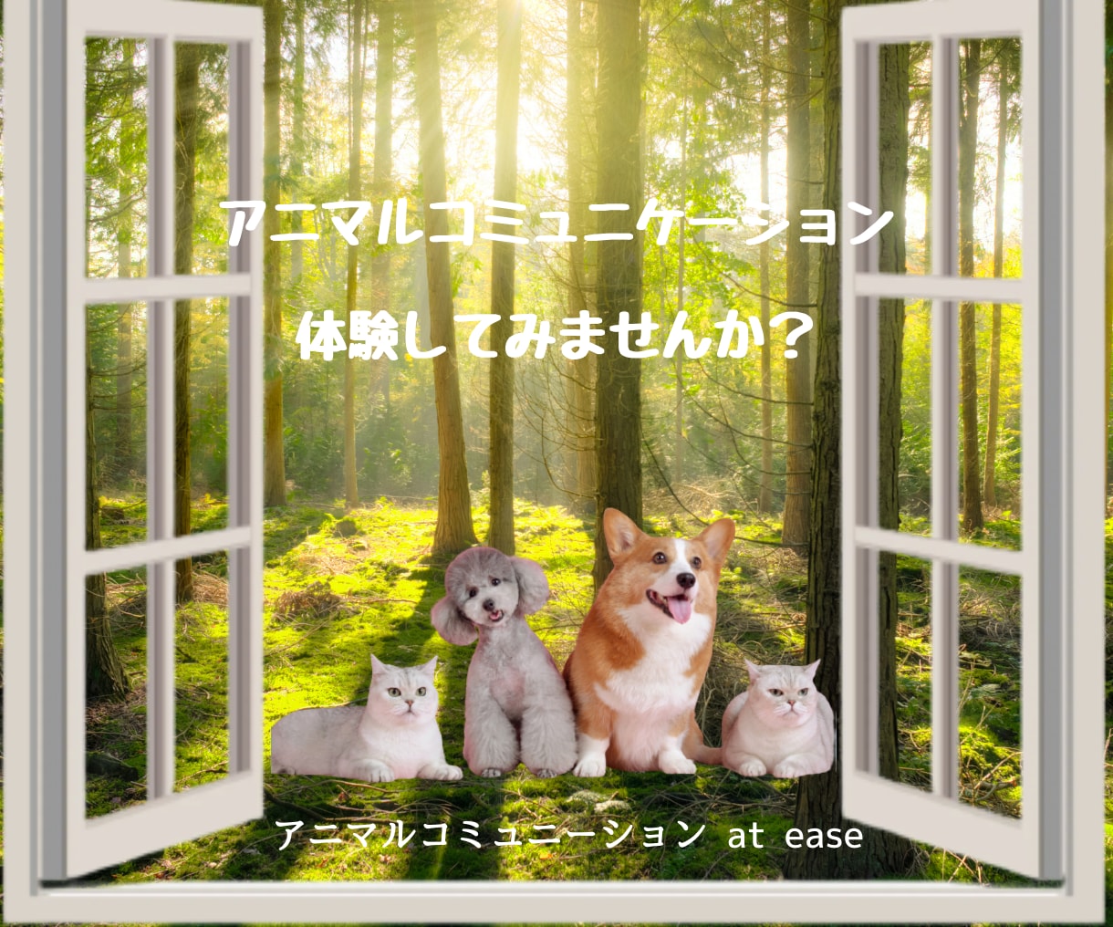 動物さんとお話します、あなたの想いを伝えます アニマルコミュニケーションを体験してみませんか？ イメージ3