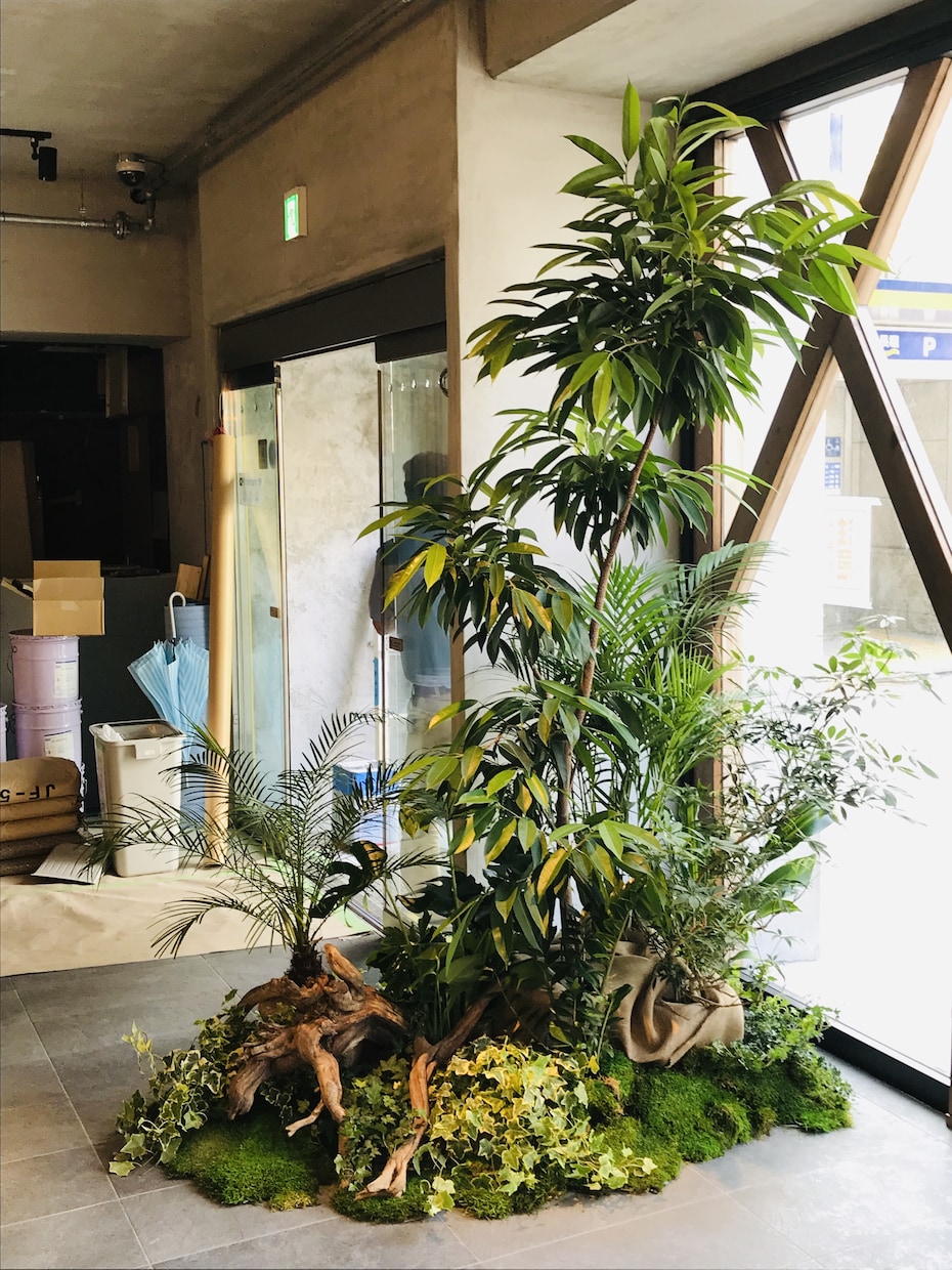 観葉植物の育て方を樹種により詳しくご説明します 樹種によって特性(暗さに弱いなど)は全然違う！！ イメージ6