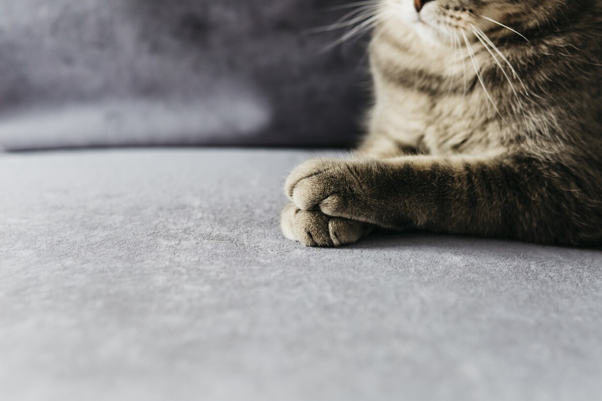 人に相談しにくい事…猫が占ってアドバイスします 猫だから気軽に相談してほしいにゃ！ルーンで占うにゃ イメージ4