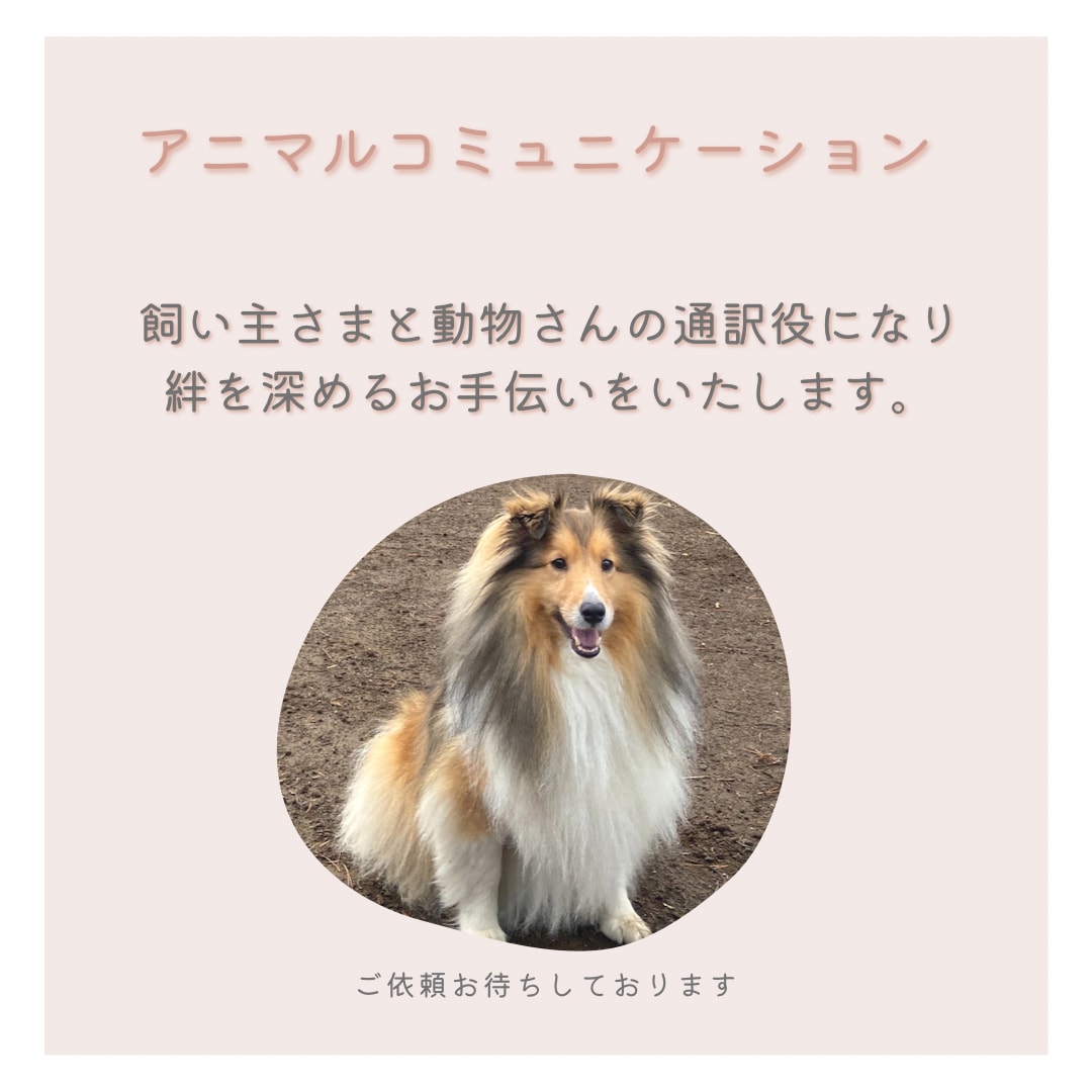 アニコミ♡動物さんとお話しします ペットやお空組さんにアニマルコミュニケーションでお話しします イメージ1