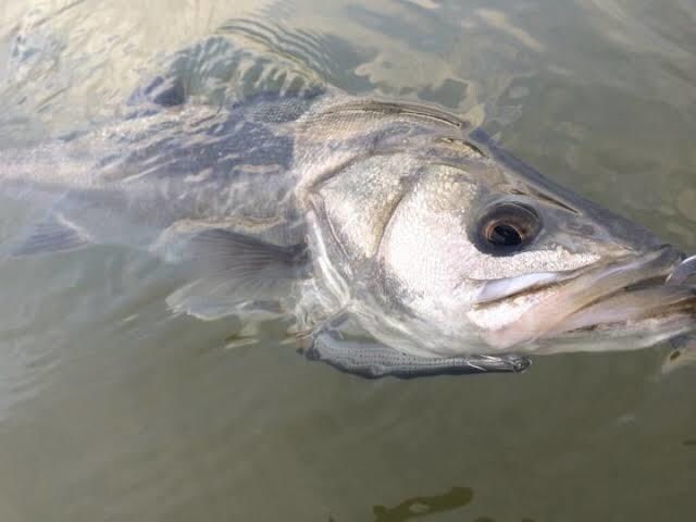 シーバスの釣り方教えます なかなか釣れない人！コツを伝授します！ イメージ1
