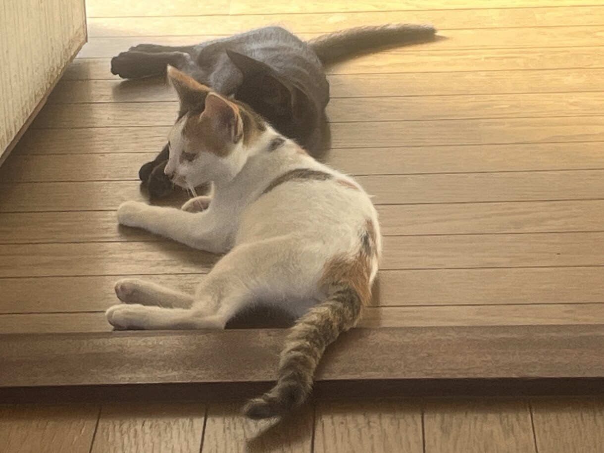 猫の飼い方を教えます 猫を飼って数年今では五匹の猫を飼っています イメージ2