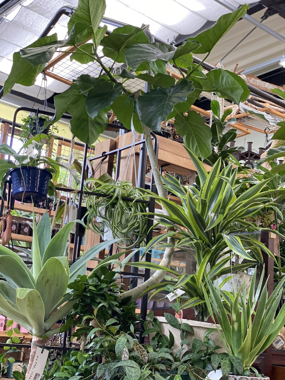 おうちの観葉植物コーディネート致します 育てやすく、長く楽しめるグリーンをご提案します。 イメージ1