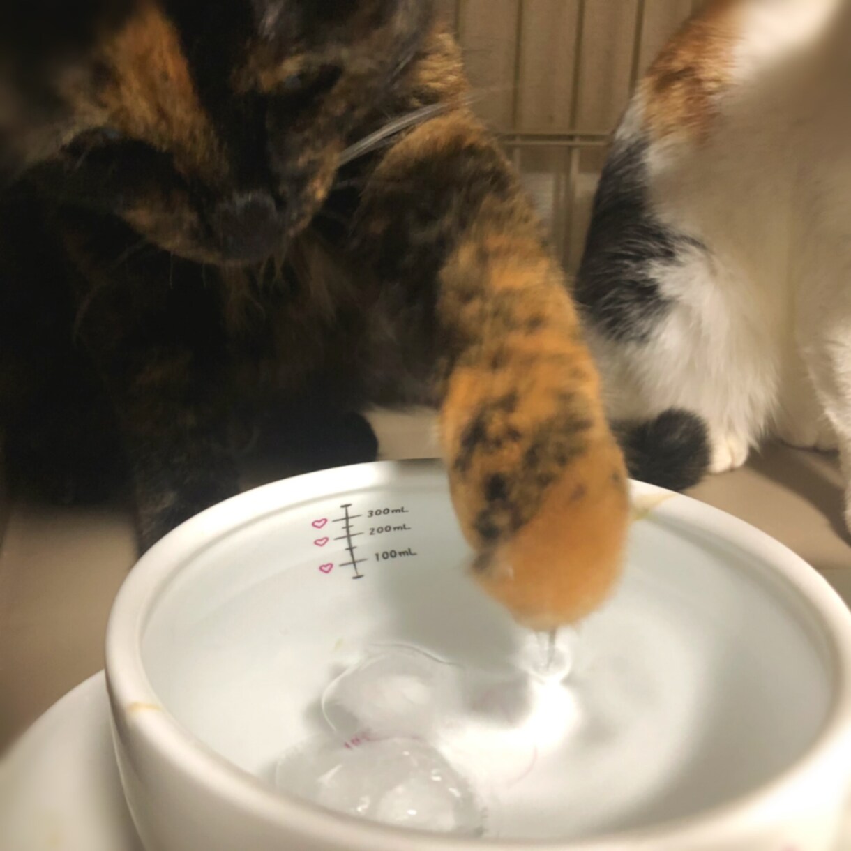 猫ちゃんのお食事に関するお悩み相談にのります 食の悩みを解決して飼い主さんも猫ちゃんもしあわせに！ イメージ7