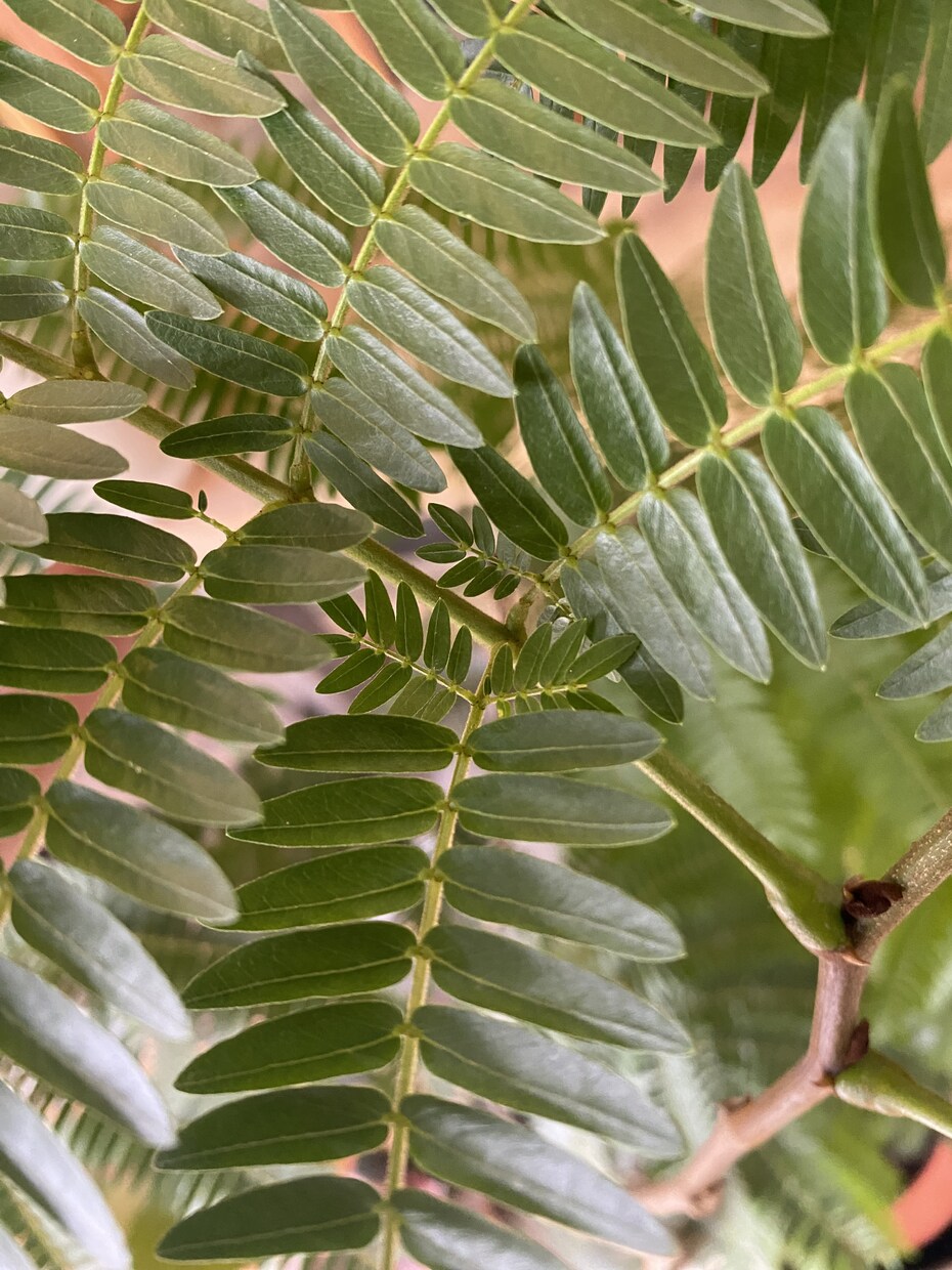 観葉植物のお悩み解決します 育成方法や観葉植物のトラブルなどなんでも解決致します！ イメージ3
