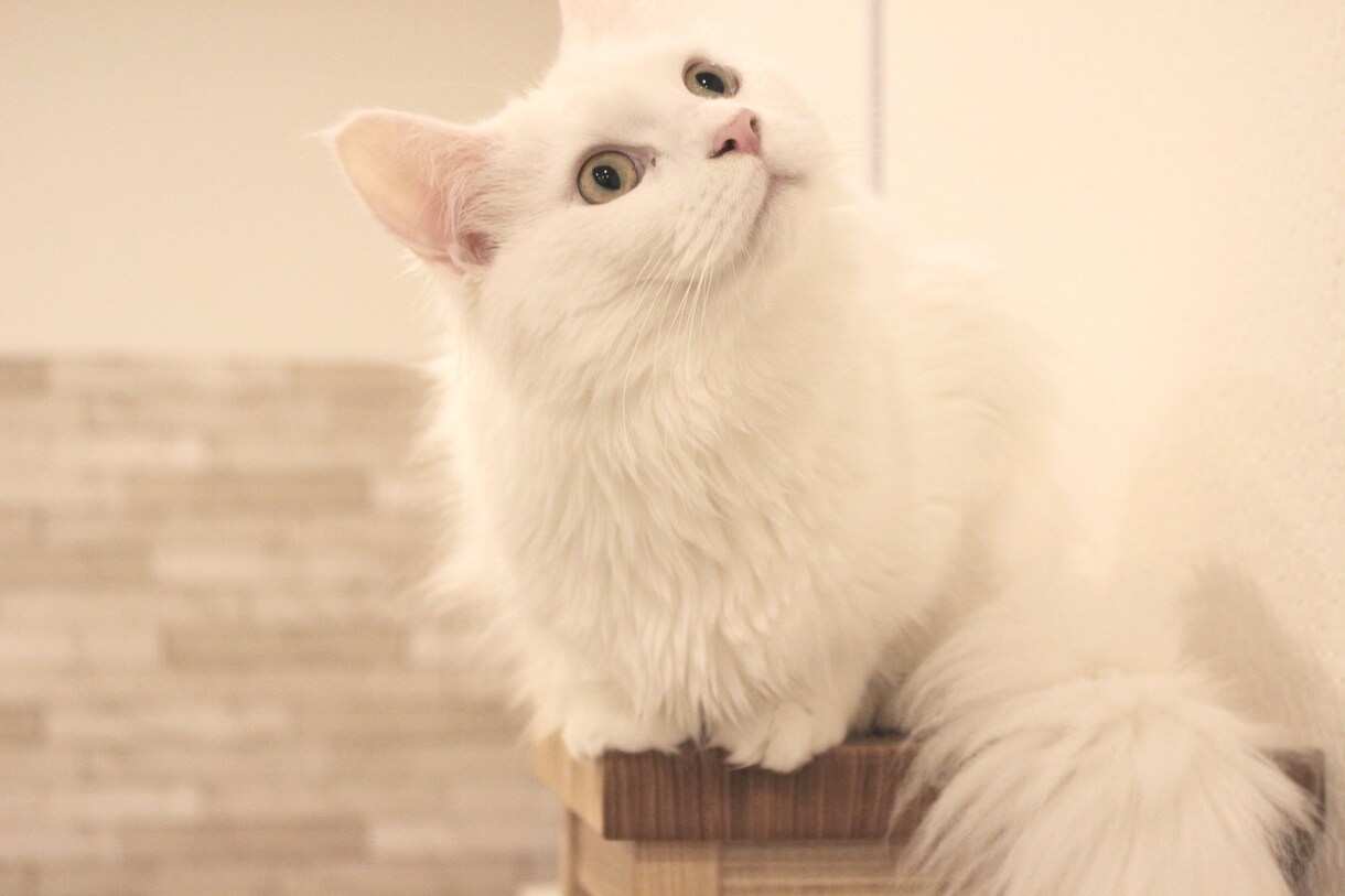 猫限定！！猫についてのお悩みや飼い方を相談できます キャットケアスペシャリスト・キャットシッターが回答します。 イメージ1