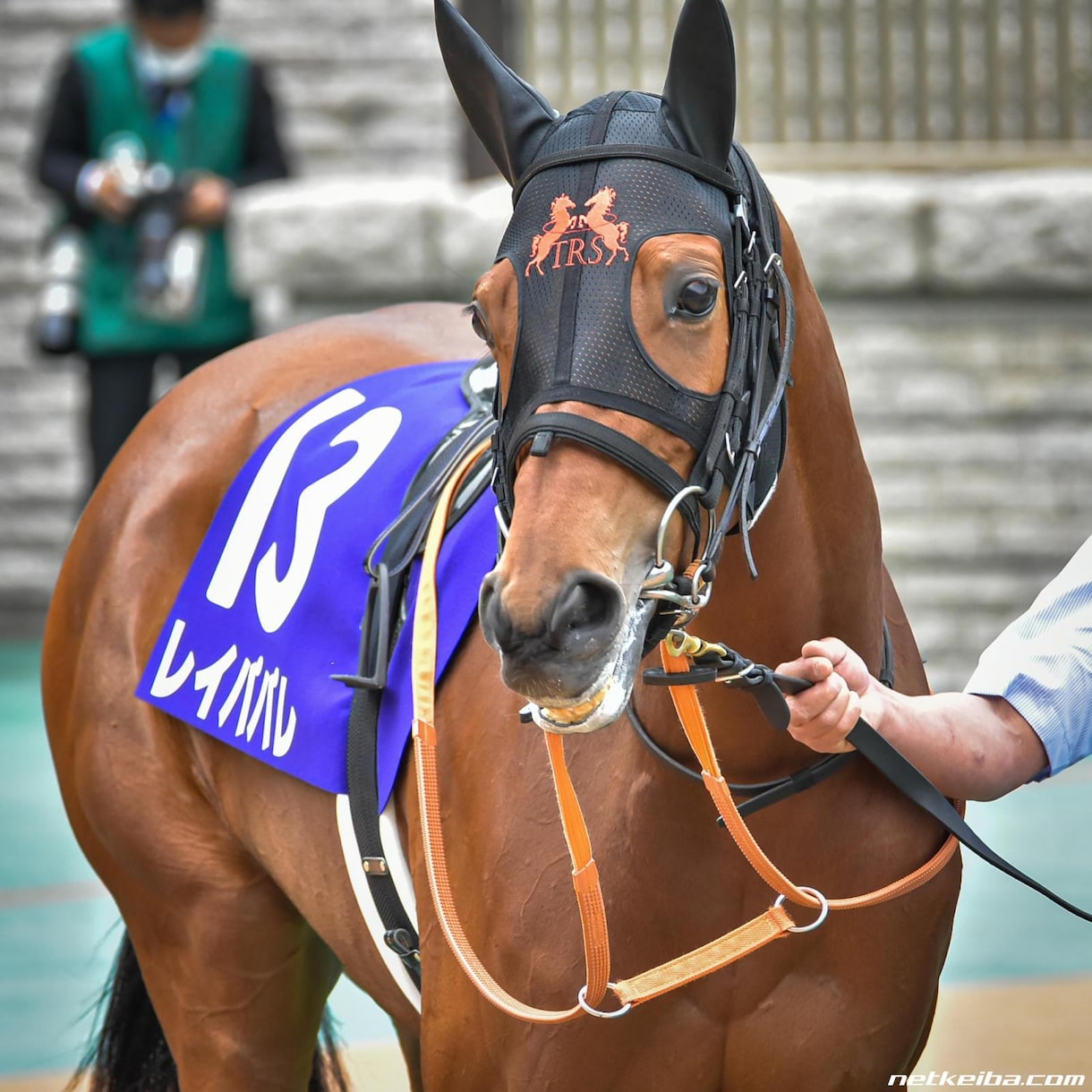 スルーセブンシーズ 有馬記念 現地単勝＆現地がんばれ馬券セット 引退