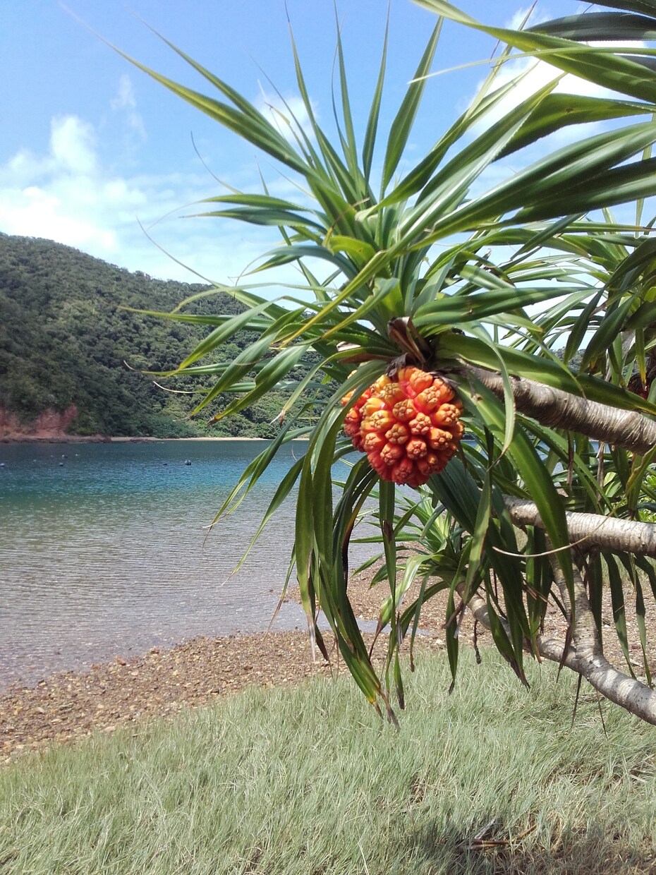 Trip to Amami?英語でご相談にのります Plan your trip in English! イメージ6