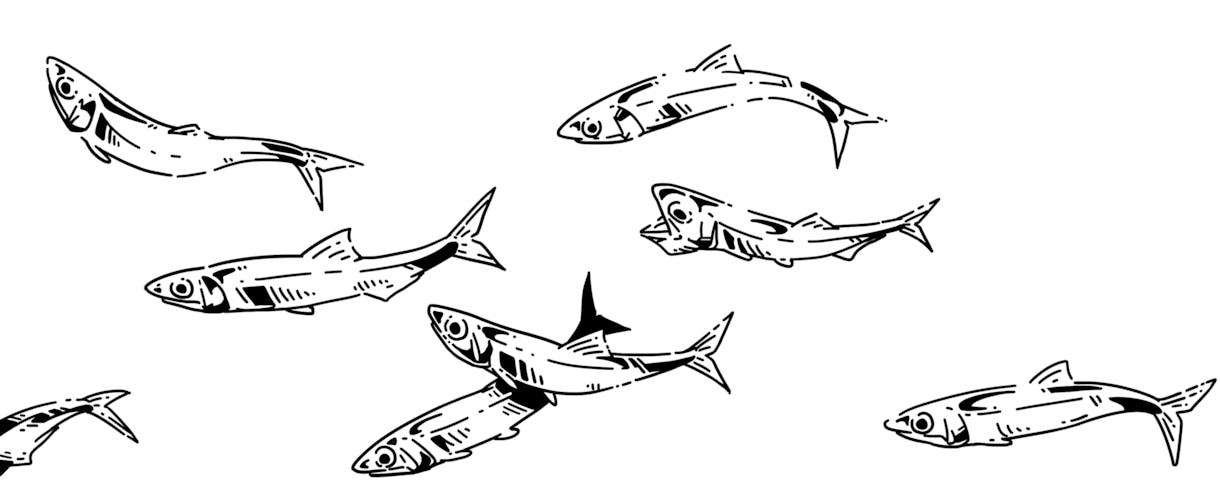 お魚のイラスト描きます 釣り好きの私が描きます！マニアックな種類も対応可能！ イメージ10