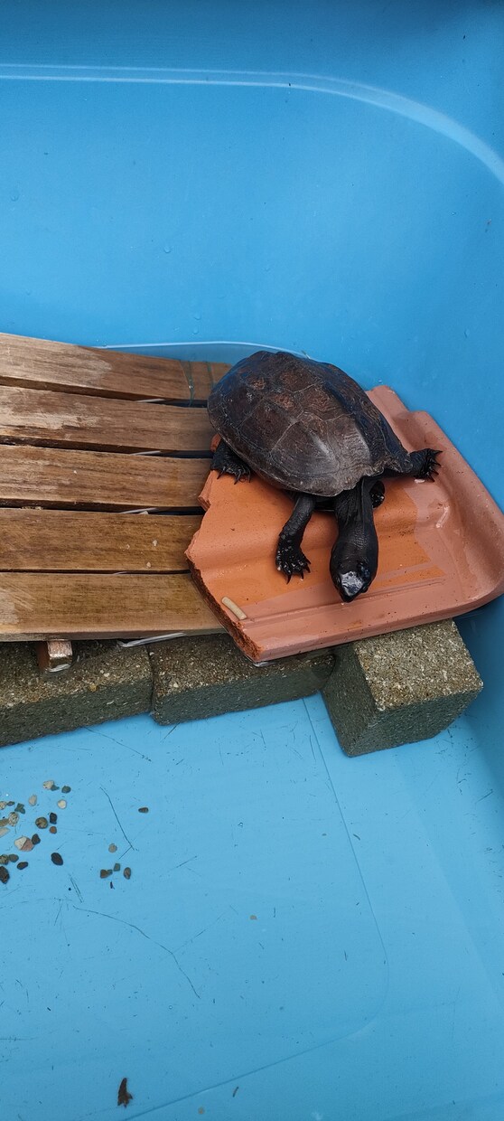 カメ飼育についてアドバイスします カメさんと暮らす為のルールを伝授します イメージ1