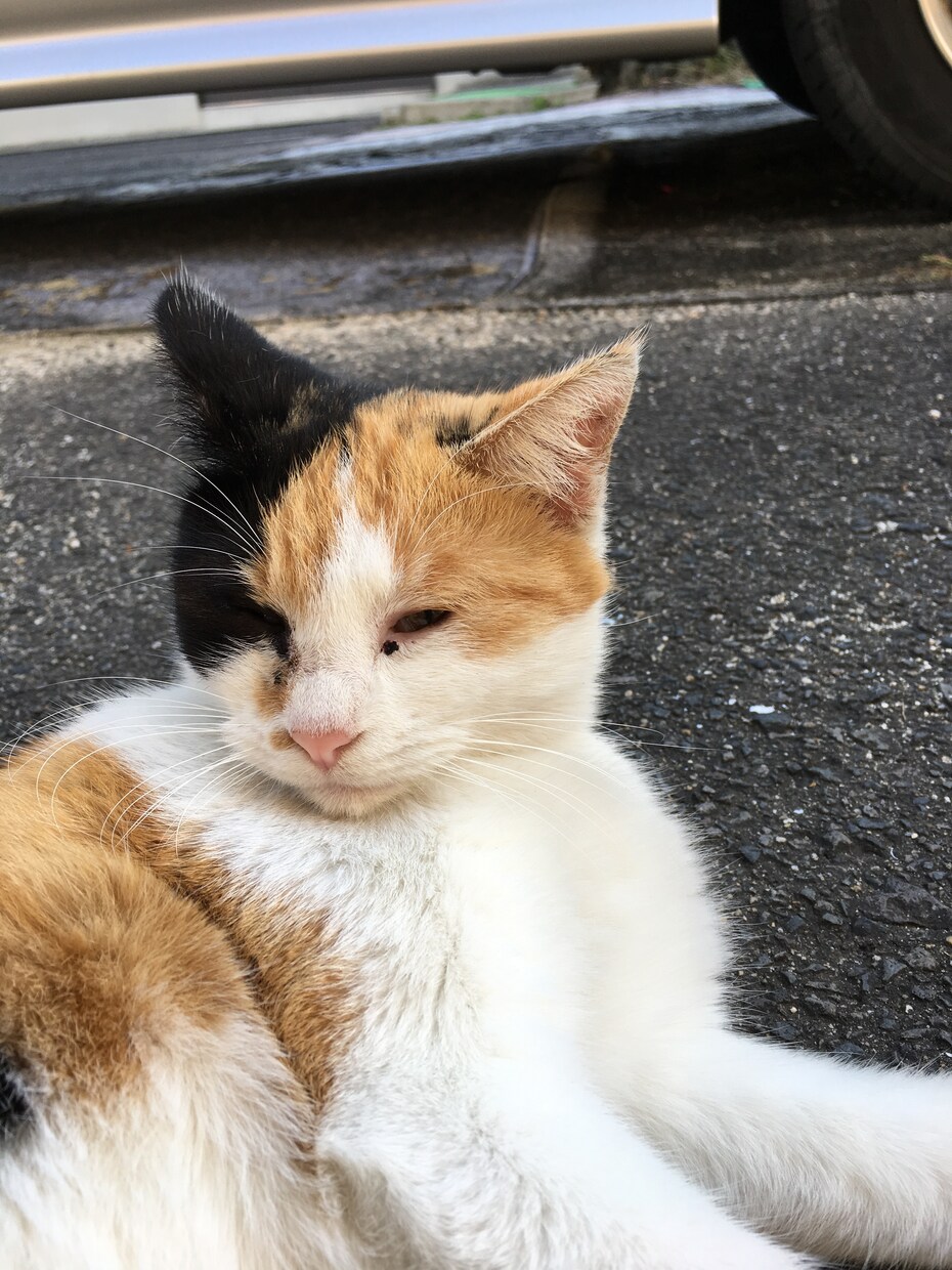 タロットで占います 迷って、アドバイスが欲しい時に。 イメージ1