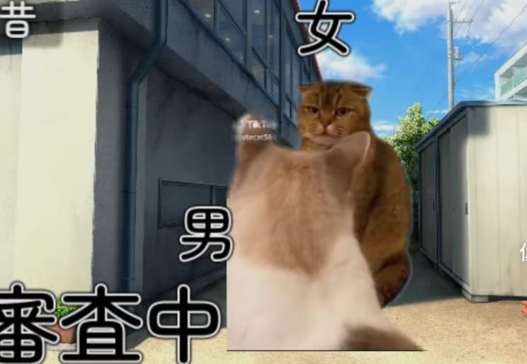 今の流行り！話題の猫チームの動画編集致します 低価格で高品質な動画をお作りします！ イメージ2
