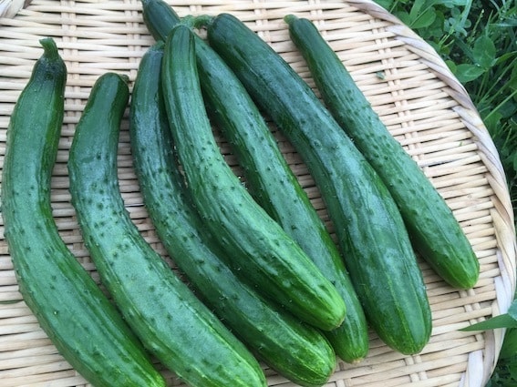 自然栽培・有機栽培による野菜の作り方を教えます 無農薬・無肥料又は有機肥料・固定種による野菜栽培を伝授 イメージ3