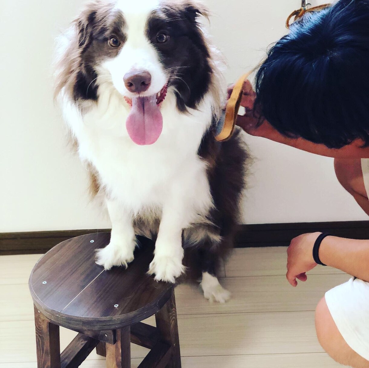 ドッグトレーナーが愛犬との向き合い方を教えます ワンちゃんについての悩みを解決しよう！ イメージ7