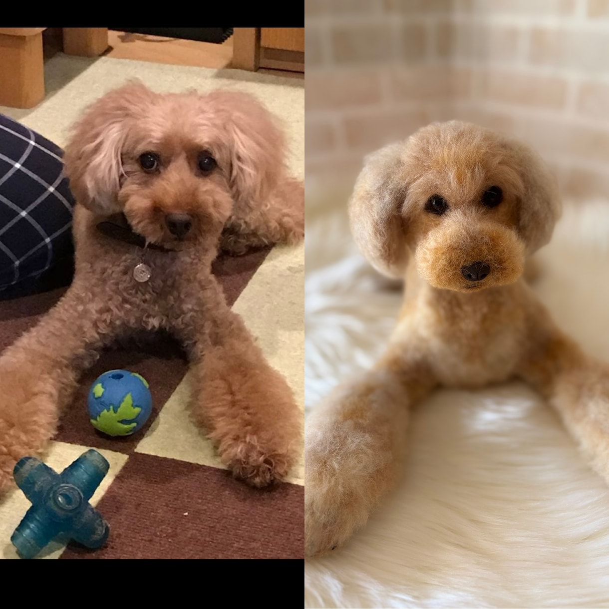 愛犬のうちの子オーダーお作りします もう一度会いたい愛犬を羊毛フェルトでお迎えしませんか？ イメージ9