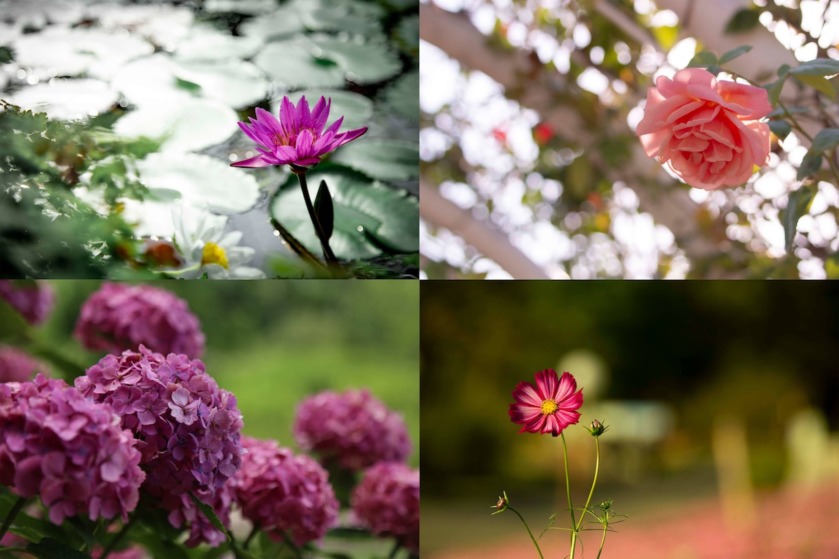 著作権フリーの植物の写真素材提供します 高画質な素材を広告・商品PRに イメージ2