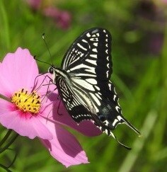 あなたの変化・変容する内容をお伝えしますます ～2017年に何が起こるの？～ イメージ2