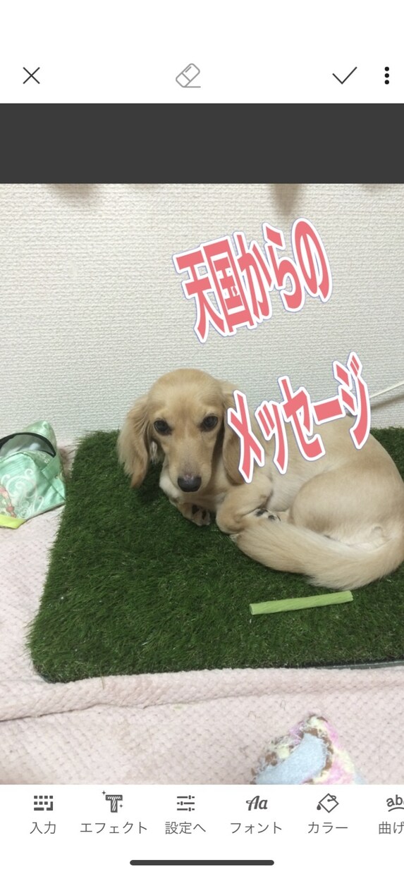 虹の橋からのペットの言葉教えます 家族だった大切なペット、虹の橋からのメッセージです！ イメージ5